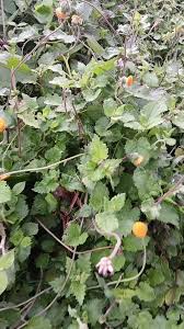 Image result for Crassocephalum vitellinum