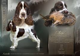 Image result for anglický špringršpaněl