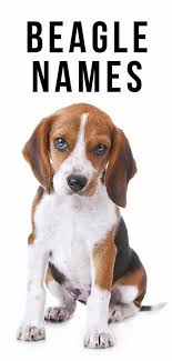 A great female beagle name for a pup with a very bright personality. Beagle Names 300 Ideas For Beautiful Beagles Beagle Names Dog Names Unique Dog Names