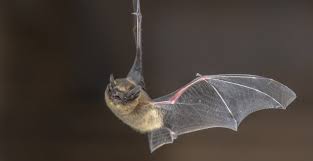 Understanding why there are bats in your attic and how to approach the situation will help make this uncomfortable situation a little easier. Why Are There Bats In My Attic In Lawrence Schendel Blog