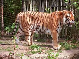 Pics For Caspian Tiger Caspian Tiger National Animal Tiger