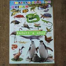 Check spelling or type a new query. Poster Edukasi Binatang Hewan Bertelur Ovipar Mainan Murah Bermutu Shopee Indonesia