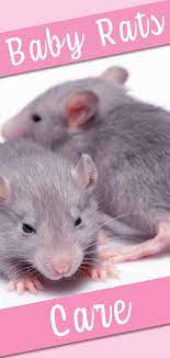 In addition, the male kits could impregnate their mother. Baby Rats A Guide To Baby Rat Care Behavior And Development