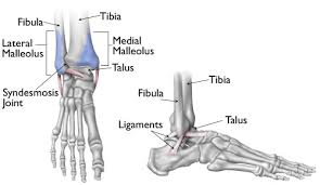 Learn all these ligaments now at kenhub! Burbank Foot Care Center
