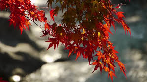 We did not find results for: Japanese Maple Trees Over River Stock Footage Video 100 Royalty Free 4412339 Shutterstock