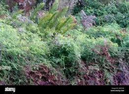 Image result for Gleichenia polypodioides