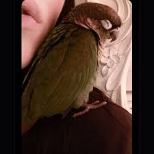 Black Bird With Orange Shoulders Bird Fell Asleep On Shoulder So Cute Parrot Sleepy Green Cheek Conure Sleeping Nap Time Pet Birds Bird Conure