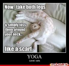 Yoga Cat Funny Animal Pictures Funny Animals Cute Funny Animals