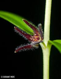 Image result for Ceropegia arenarioides