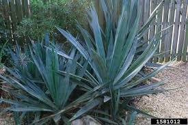 Image result for Agave sisalana