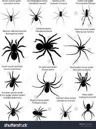 Silhouettes Of Spiders Spider Giant Huntsman Spider Brown Recluse Spider