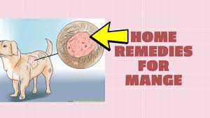 Using natural home remedies for mange, on the other hand, can enhance our dog's immune system, so that the body can fight off the mange mite infection by itself. Home Remedies For Mange How To Treat Mange In Dogs Home Remedies For Mange In Dogs Youtube