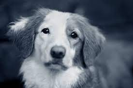 Download from our library of free final cut pro templates. Ellbogendysplasie Beim Hund Fcp Anicura Deutschland