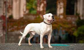 American bulldog temperament and personality. American Bulldog Breed Characteristics Care Photos Bechewy