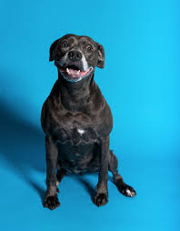 We did not find results for: Best In Pets 2020 Jacksonville Magazine