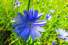 How To Grow Chicory Cichorium Intybus Gardener S Path