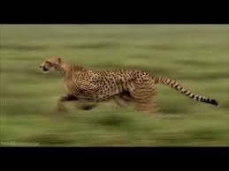 Without it we would die a slow death. Funny Video Of Wild Animals 2020 Video Of Wild Animals In Jungle Fun Animals Wild Animals Funny Gif