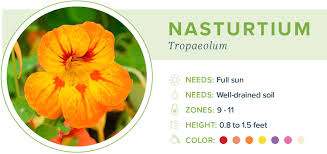 They can also be grown in pots if you don't have enough space. 20 Annual Flowers For Every Season Proflowers