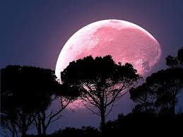 April 2021's pink moon, named after phlox, the pink flowers that bloom in spring, is also a super moon. Pink Moon 2020 Know What It Is And When To Watch It In India Boldsky Com