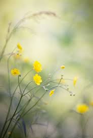 Bons Momentos Nos Cercam De Muitas Pessoas Porem Sao Os Momentos Dificeis Que As Selecionam Erick Tozzo Wild Flowers Flowers Photography Nature Photography