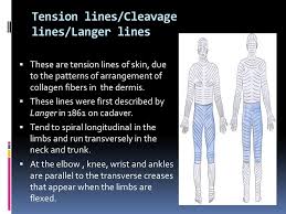 Biodynamic Excisional Skin Tension (Best) Lines: Revisiting Langer'S Lines,  Skin Biomechanics, Current Concepts In Cutaneous Surgery, And The (Lack Of)  Science Behind Skin Lines Used For Surgical Excisions | Paul | Journal