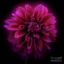 Maybe you would like to learn more about one of these? Dahlia Thomas Edison Photograph By Ann Jacobson