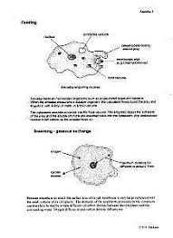 Biology Protista Amoeba Malaria Paramecium Spirogyra