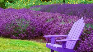 This seasonal flower effectively repels mosquitoes with its fragrance. 9 Plants That Bug Bugs Including Mosquitoes