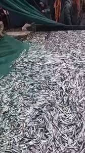 Amazing Big Catch Fishing Skill, Net Fishing in The Sea