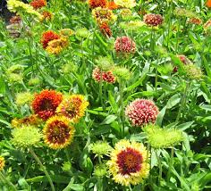 Pin On Flowers Gaillardia Blanket Flower