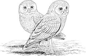 Plus, it's an easy way to celebrate each season or special holidays. Free Printable Owl Coloring Pages For Kids