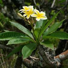 Plumeria Rubra Frangipani Templetree Mexican Plumeria Red Plumeria Pagoda Tree Yellow Flowers And Leaves Hawaiian Plants Plumeria Tropical Flowers