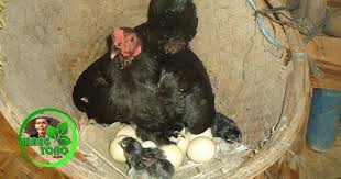 Ayam dibesarkan secara luas untuk diambil daging dan telurnya. Gambar Kartun Anak Ayam Menetas Gratis Cikimm Com