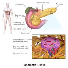 Image result for pancreas location