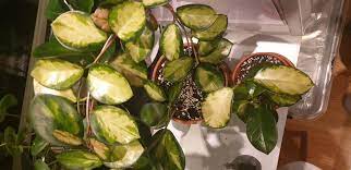 Alacalı yapraklı hoya carnosanın iki türünü hep birbiriyle karıştıryorum. Tricolour Or Australis Lisa Hoyas