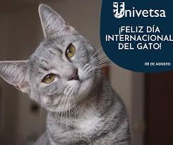 A su vuelta no recuperó a. Univet Sa Buenos Dias Dia Internacional Del Gato Facebook