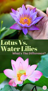 Lotus Vs Water Lilies What S The Difference Container Water Gardens Water Lilies Water Garden Plants Container Water Gardens