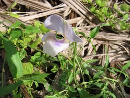 Image result for Vigna vexillata
