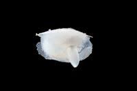 Image result for Galeomma