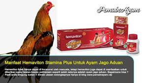 Manfaat Hemaviton Untuk Ayam Bangkok Aduan Ayam Multivitamin Nutrisi
