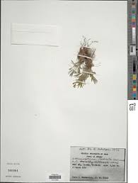 Image result for Actiniopteris semiflabellata