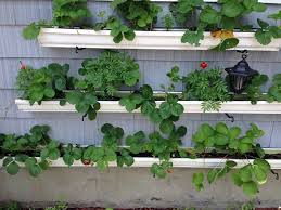 Maybe you would like to learn more about one of these? 19 Smart Diy Ideas For Growing Strawberries In Small Space Strawberry Garden Vertical Strawberry Garden Strawberry Plants