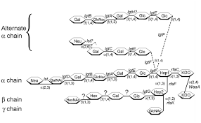 Image result for Neisseriaceae