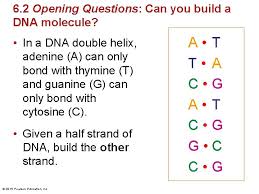 Building dna gizmo warm up answer key. How To Build A Dna Molecule
