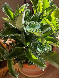 Mother Of Millions Mother Of Thousands Mexican Hat Etsy In 2020 Mother Of Thousands Plant Plants Mexican Hat
