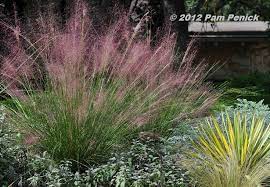 5 out of 5 stars. Plant This Gulf Muhly Grass Digging