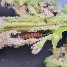 Image result for Nothris verbascella