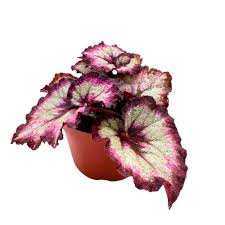 Image result for Begonia eminii