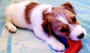 This can be the most important time of your life as you and your dog get to know each other. 80 Male Jack Russell Terrier Dog Names The Paws