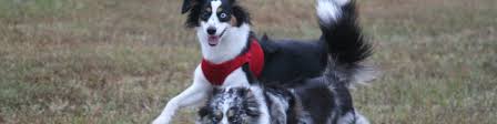 It's considered a standard of the breed an undocked tail is long, messy, and could get matted Aussies With Long Tails Kaleidoscope Toy And Miniature Natural Tailed Australian Shepherds Raleigh Nc